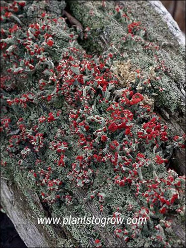 British Soldier Lichen (Cladonia cristatella)
The little red caps are actually the red hats are actually the sexual fruiting structure of the lichen, the apothecia.